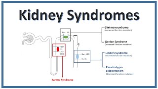 KIDNEY SYNDROMES  Bartter Syndrome Gitelman Syndrome Liddles Syndrome  NEET [upl. by Alage560]