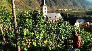 Mosel Tourismus Weinlese im Ferienland Cochem im September amp Oktober [upl. by Eerot]