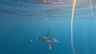 Swimming with Manta Rays Tahuata Marquesas [upl. by Asenav]