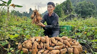 VIDEO FULL 210 Days Harvesting Fruit Gardens Grapefruit Cauliflower Red Radish  Gardening [upl. by Elexa292]