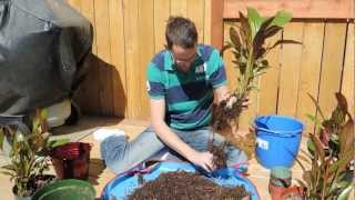 Ensete Banana Propagation Project  Dividing and Transplanting [upl. by Nunnery]