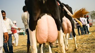 Best holstein friesian cow in India [upl. by Paley276]