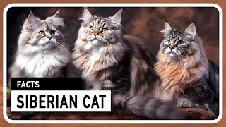 The Siberian Cat  A majestic and family friendly hunter [upl. by Cosette]