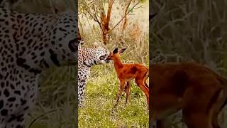 A cheetah is playing with the kid of deer BraveWilderness WildBrainKids [upl. by Inaffets]