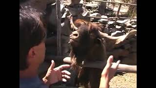 VERY FUNNY man argues with angry spitting goat [upl. by Yerffoj236]