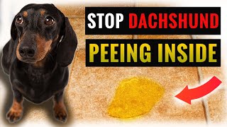 Potty Train Your Dachshund With These Tips [upl. by Refeinnej777]