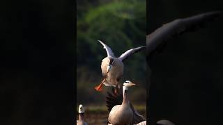 Bar headed goose sony a6400  Tirunelveli [upl. by Cantu]