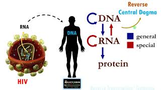 Reverse Central Dogma Reverse Transcription steps Reverse Transcriptase inhibitor [upl. by Hiroko]