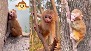 The baby monkey got lost from his mother so he cried loudly quotMom where are youquot [upl. by Pylle193]