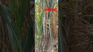 Sugarcane variety 15201  ganna variety 15201 shorts farming sugarcanevariety 15201 [upl. by Wadell]