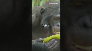 Chimpanzee Banana Battle Royale [upl. by Mauralia]