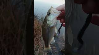 In God fishing caught a Largemouth Spotted Bass at a private pond in Dennard Arkansas [upl. by Bluma]