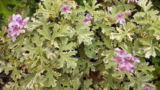 Pelargonium graveolens  Rose Mint Scented Geranium care [upl. by Yenahs300]