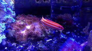 Rare Candy Cane wrasse The True Bodianus opercularis [upl. by Cam827]