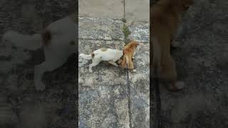 ¡Discusión de Amistad Canina 🐶 ¡Detente Ahí 🛑 Pelea de Perros Interrumpida cat cat pets [upl. by Gnat]