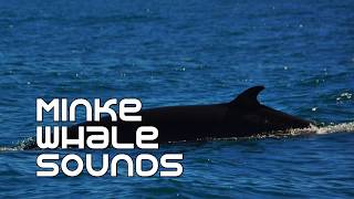 Minke Whales Underwater Sounds [upl. by Marianne]