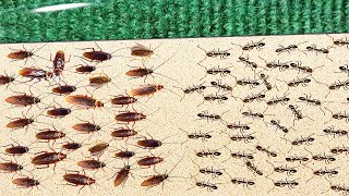 1000 Cockroaches Versus 1000 Ants Who Will Win [upl. by Scandura]