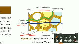 Pathway of water absorbed by roots in tamilStd 10apoplast and symplast pathway [upl. by Letnahs862]