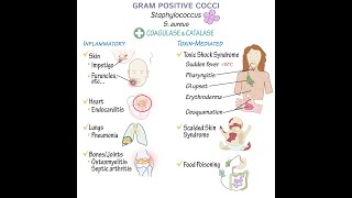 Gram Positive Cocci Overview [upl. by Eadwine]