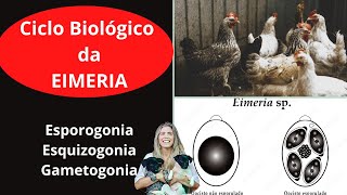 Ciclo Biológico da EIMERIA Esporogonia Esquizogonia e Gametogonia [upl. by Eltsryk]