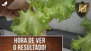 Como fazer uma Horta Hidropônica vertical em PVC Pt 2  Cultivo [upl. by Meeks214]