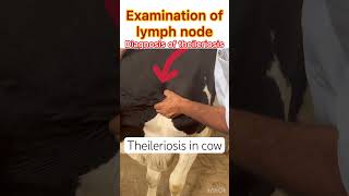 Theileriosis in cow l dr Umar khan [upl. by Delogu]