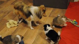 Sheltie puppies 5 week [upl. by Dazraf]