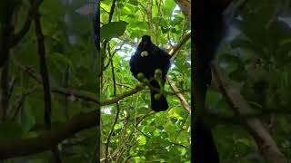 Tui sings in various tones birds NZendemic wildlife NewZealandBirds tui [upl. by Icnan]