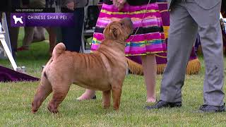 Chinese SharPei  Breed Judging 2021 [upl. by Ysnap7]