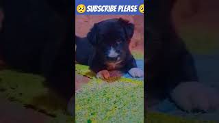 Dog ke liye subscribe place [upl. by Haneen196]