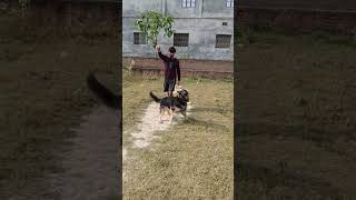 Gsd training gsdmix oldisgold hindisong jump training shepherdmix dogtraining exercise [upl. by Nomra]