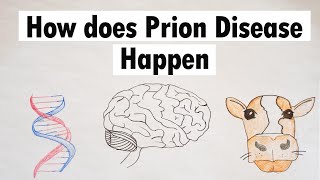 Prion Disease  How does Prion Disease Happen [upl. by Balliol]