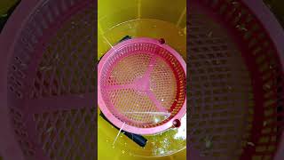 Guppy breeding setup Tamil  Dumbo ear guppy breeding  Guppy love Tamil Aquarium  Rony Aquarium❤ [upl. by Leasia542]