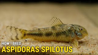 How I Bred Aspidoras Spilotus Raimundi at Home [upl. by Annaujat]