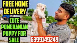 🐶🐾CUTE POMERANIAN PUPPY FOR SALE 😍•HOME DELIVERY AVAILABLE 🥰6399149249 [upl. by Assiled]