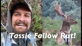 Epic Tasmanian Fallow Deer Rut PART 1 [upl. by Nauqyt924]