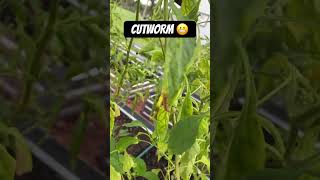 GARDEN PEST Cutworms [upl. by Androw670]