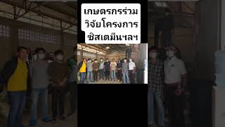 เกษตรกรร่วมวิจัยการเสริมซิสเตมีนไฮโดรคลอไรด์ต่อสมรรถนะการเติบโตและคุณภาพซากของโคขุน สนับสนุนโดย สวก [upl. by Peltz150]