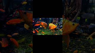 Arowana Fish Tank 🐟 arowana fish breedingarowana fish tank matesarowana feedingred arowana [upl. by Pirzada]