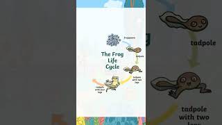 The Frog Life Cycle froglifecycle lifecycles [upl. by Adnowat246]