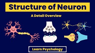 Structure of NeuronPhysiology of Behavior UrduHindi [upl. by Scharaga615]