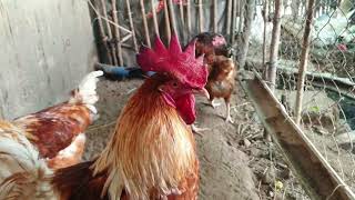 Dekalb Brown Cross Native chickenrir cross sasso chickenVlog133 [upl. by Ammamaria]