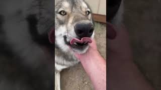 My Wolfdog Growls When Hes Happy Meet Silas The Friendly Wolfdog Who Likes To Growl shorts [upl. by Lazarus843]