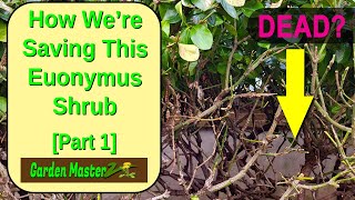 Why Is Our Euonymus Shrub Dying Learn The Warning Signs [upl. by Jennings783]