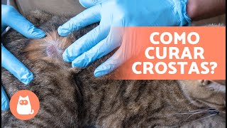 6 TRATAMENTOS CASEIROS para CROSTAS em GATOS 🐈🧴 [upl. by Aicilyt]