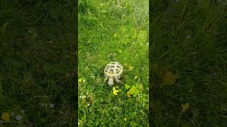 20240717 140824 tortoise [upl. by Crichton]