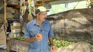 How to Ripen Green Tomatoes from the Garden Get your tomatoes in before the freeze [upl. by Linkoski]