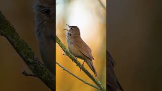 Beautiful Birds Chirping  Stress Relief  Relaxing Birds Sound  Nature Sounds birds birdsounds [upl. by Brozak]