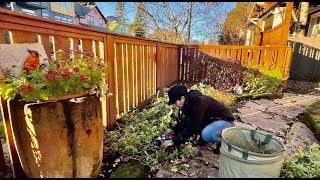 Last Bit Of My Late Fall Garden Maintenance [upl. by Leonor]