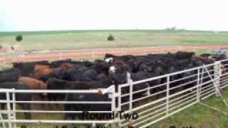 WORTHAN FARMS Wheat Pasture Cattle GatheringMarshall OK [upl. by Adnamra241]